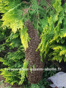 Récupération Essaim Abeille - SOS Abeille - Paris & IDF