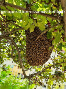 récupération essaim abeille