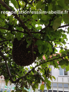 récupération essaim abeille