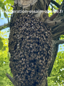 récupération essaim abeille