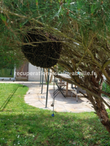 récupération essaim abeille