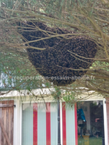 récupération essaim abeille