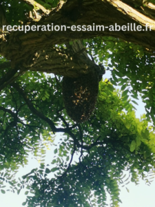 sos essaim abeille