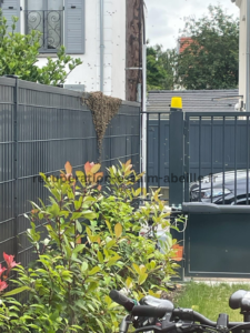 récupération essaim abeille