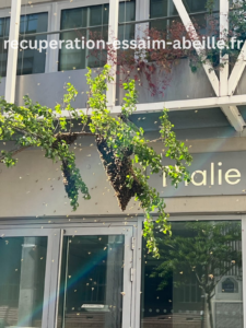 récupération essaim abeille